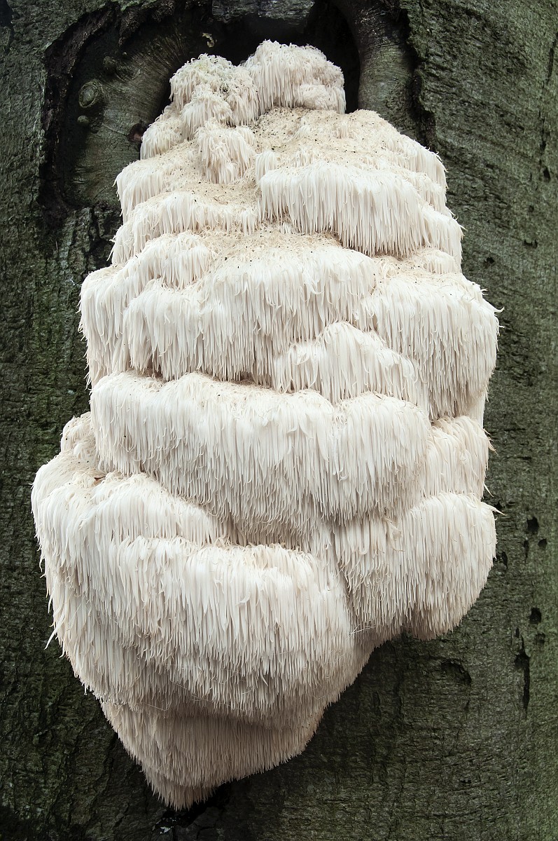 Jinsiy video onlayn voyeurism Twin Peaksdan porno yulduz